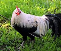 Image result for Game Chicken Breeds