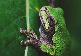 Image result for Michigan Gray Tree Frog