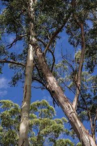 Image result for Eucalyptus Tree