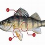 Image result for Perch Fish Hat