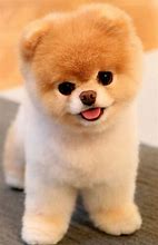 Image result for Cutest Puppy in the World