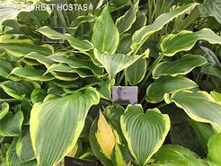 Hosta Yellow River 的图像结果