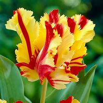 Image result for Tulipa Flaming Parrot