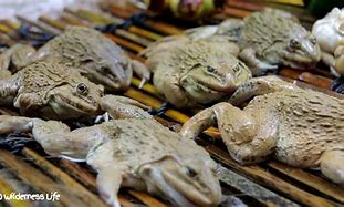 Image result for frogs eyed soups