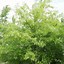 Image result for Quercus palustris Dakvorm, voorgeleid