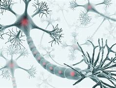 Image result for Neuoron Brain Cell