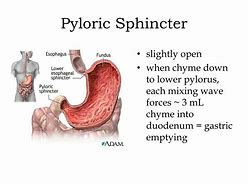 Image result for Pyloric Sphincter