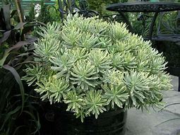 تصویر کا نتیجہ برائے Euphorbia characias Wilcott ® (SILVER SWAN)