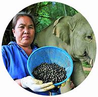 Image result for Black Ivory Coffee Thailand