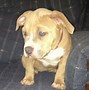 Image result for Female Pit Bull Puppies
