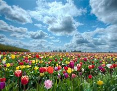 Image result for Beautiful Flower Fields Nature