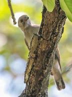 Image result for Indicatoridae