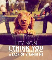 Image result for Cute Puppy Memes Funny