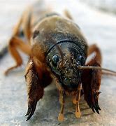 Image result for Pygmy Mole Cricket