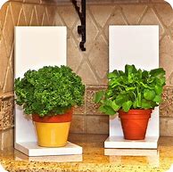 Image result for Unique Indoor Plants