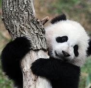 Image result for Panda Bear and Baby Desktop Wallpapers