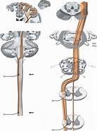 Image result for Spinal Cord Pyramidal