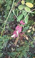 Image result for Erotic Beauty- Berry
