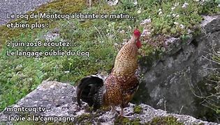 Image result for Le Coq Licoutouni