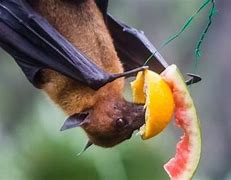 Image result for Red Fruit Bat