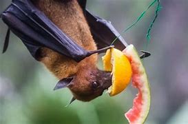 Image result for Fruit Bat Habitat