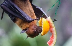 Image result for Fruit Bat Coloring Page