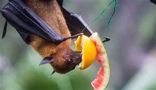 Image result for What Do Bats Eat