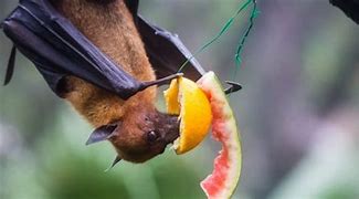 Image result for Stuffed Indian Fruit Bat