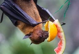 Image result for Friendly Fruit Bat