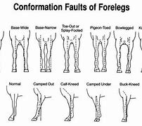 Image result for Horse Conformation Faults Fhind Legs