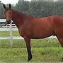 Image result for Brown Thoroughbred Horse