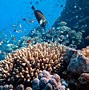 Image result for the_red_sea
