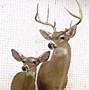 Image result for Limpy Gimpy Whitetail Deer