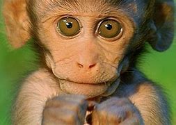 Image result for Cute Monkeys Funny