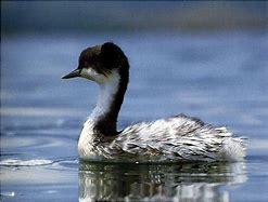 Image result for Podiceps taczanowskii