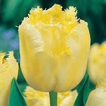 Afbeeldingsresultaten voor Tulipa Maja