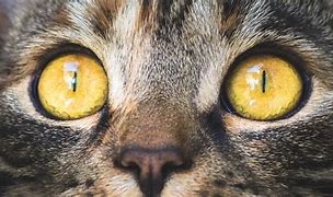 Image result for Ai Cat Si De Eyeing
