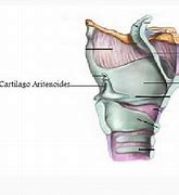Image result for aritenoides