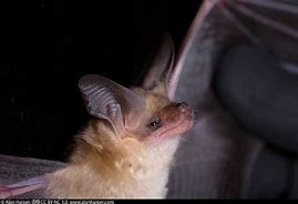 Image result for California Bats Species