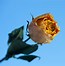 Image result for Teal Rose Flower