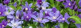 Image result for Non Vining Clematis