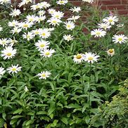 LEUCANTHEMUM MAIKONIGIN に対する画像結果