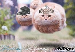 Image result for Little Cat Meme Floating