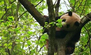Image result for Panda Bear Sitting Against a Tree