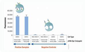 Image result for Phab Dye MOA