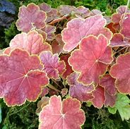 Image result for Heuchera Tiramisu ®