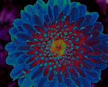 Image result for Psychedelic Flowers