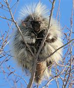 Image result for Porcupine Spirit Animal