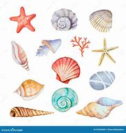 Image result for Coquillage Drawing
