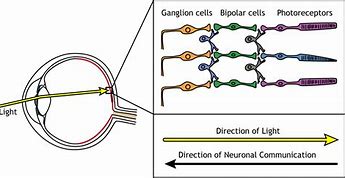 Image result for Retina Neuron